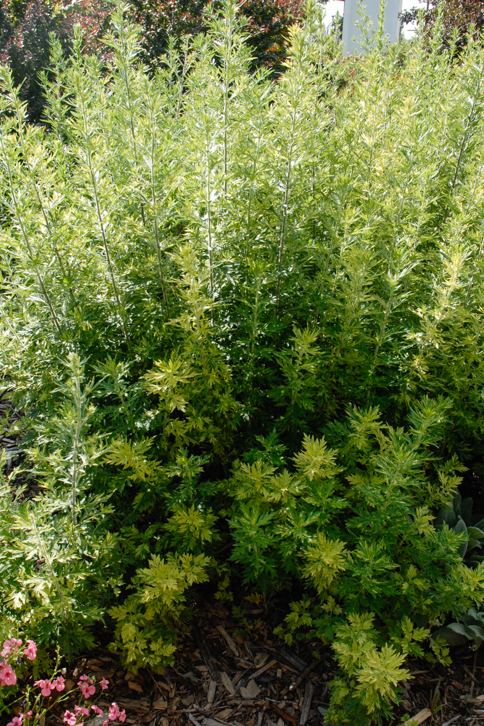 Oriental Limelight Sage